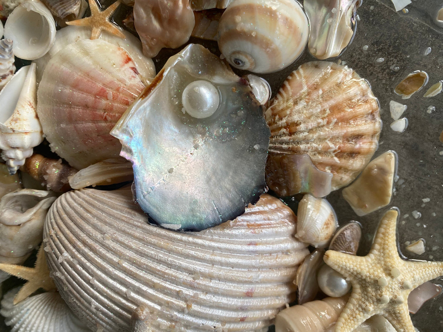 FRAMED art -SEASHELL & STARFISH